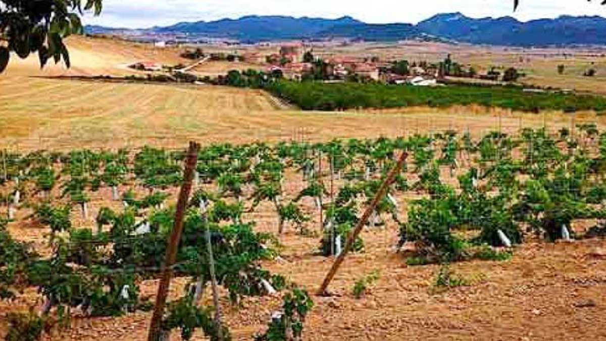 Término Miranda cuenta con cerca de 12 hectáreas, de las que cuatro se destinan al verdejo y el resto al chacolí-E. M.