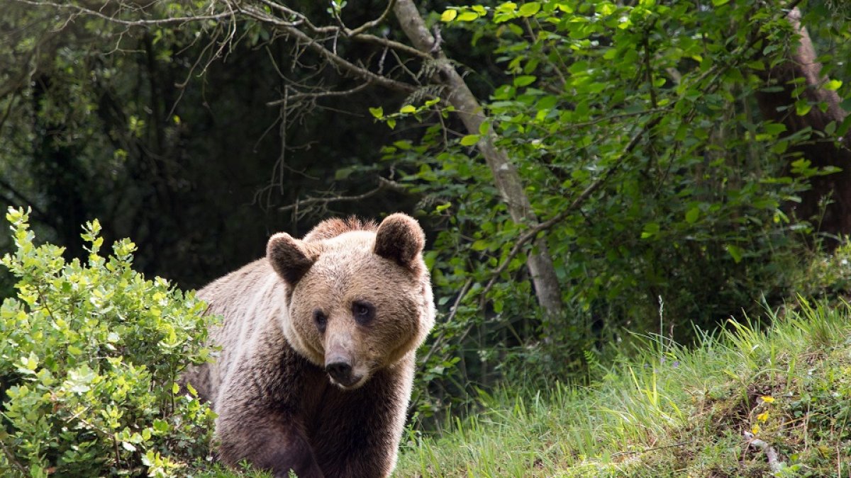 <p> Imagen de archivo de un Oso pardo cantábrico. - ICAL </p>