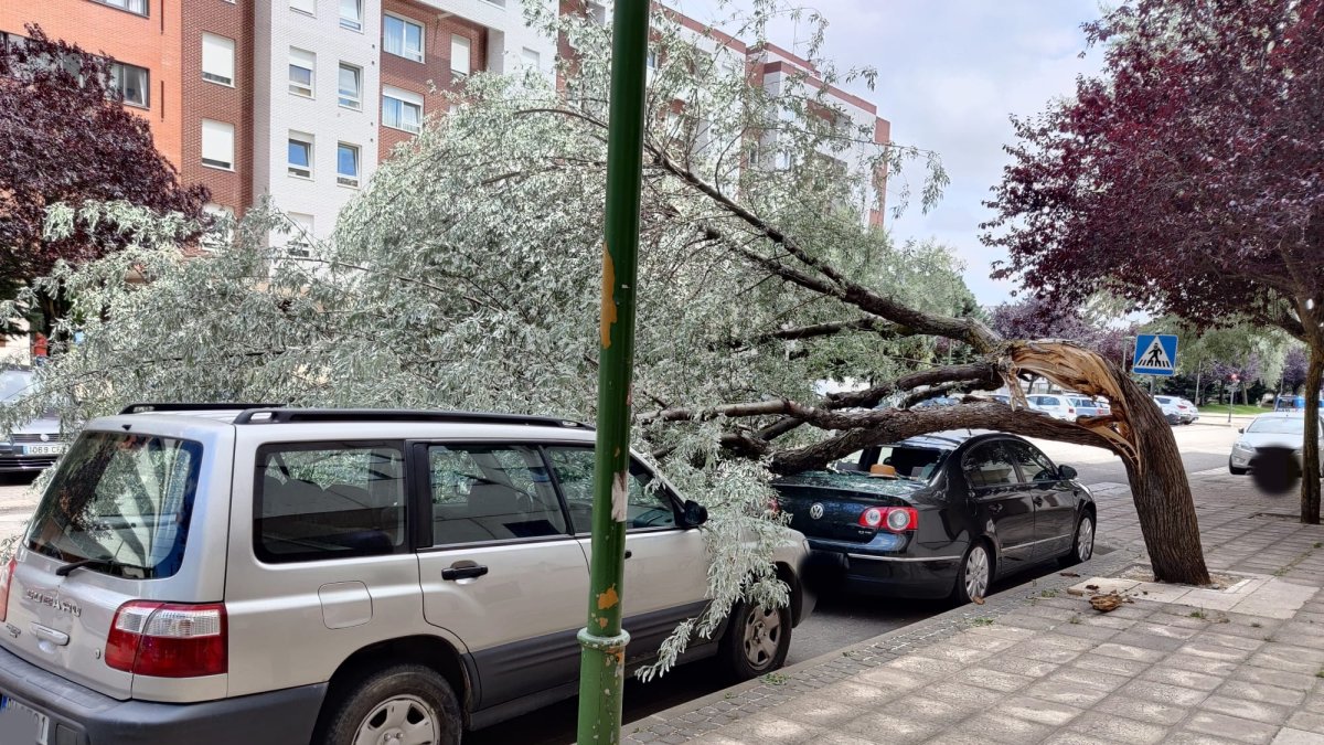 Imagen del árbol caído en la calle Alfonso XI. POLICÍA LOCAL