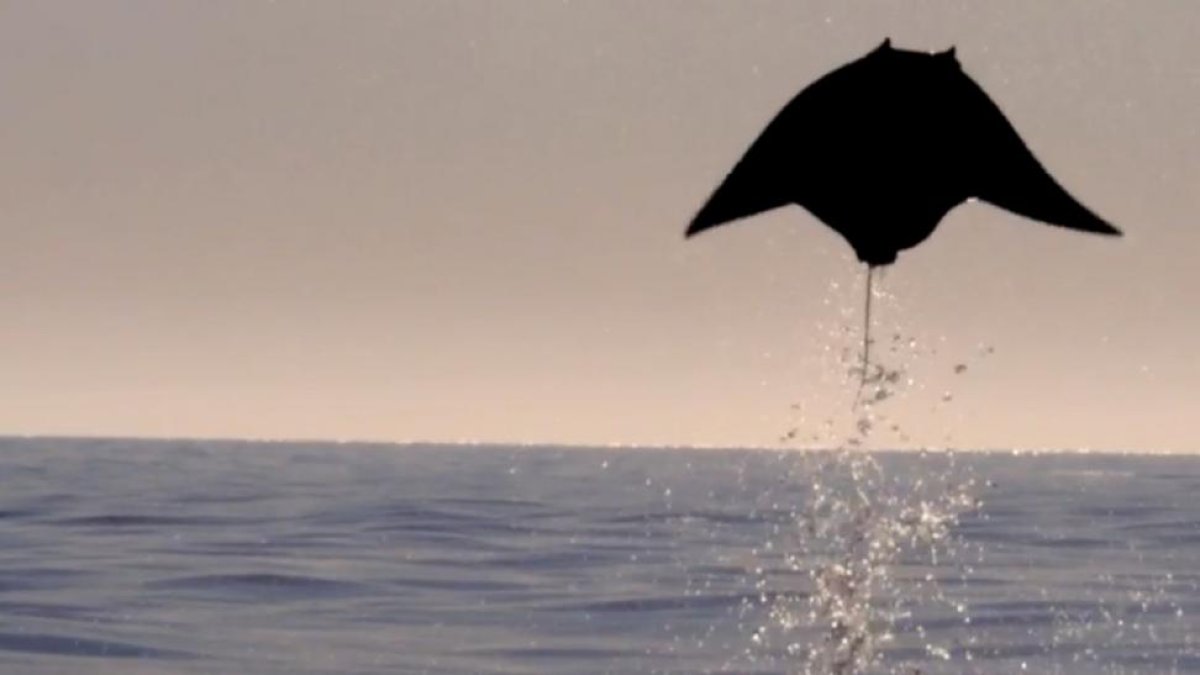 Rayas voladoras captadas en el golfo de California-BBC / DISCOVERY
