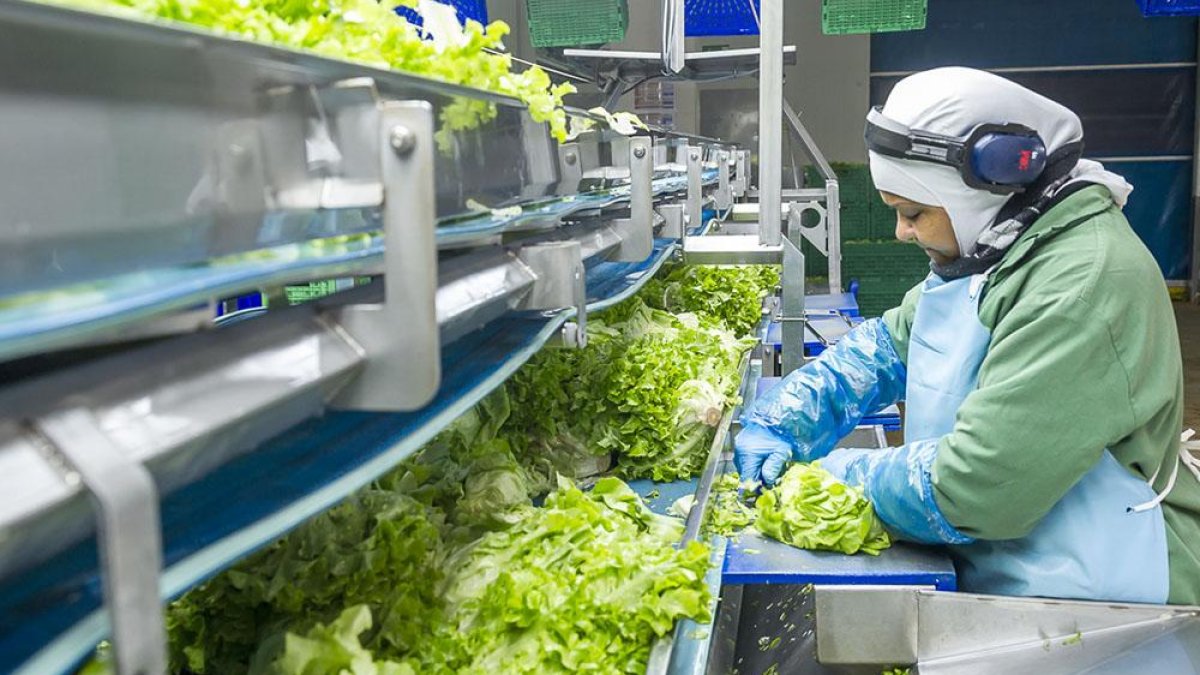 La planta ha pasado de 35 referencias a producir cerca de cien para diferentes clientes.-ECB