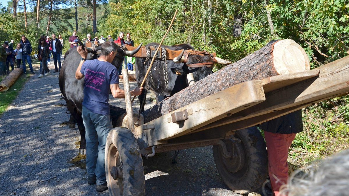 Los pjnos se trasladaron desde el monte quintano hasta la zona del camping. R. FERNÁNDEZ