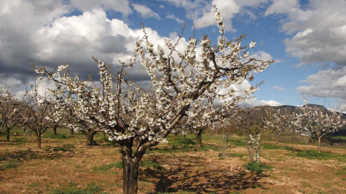 Los cerezos ya presentan un excelente aspecto en las zonas más altas del valle caderechiano.-G.G.