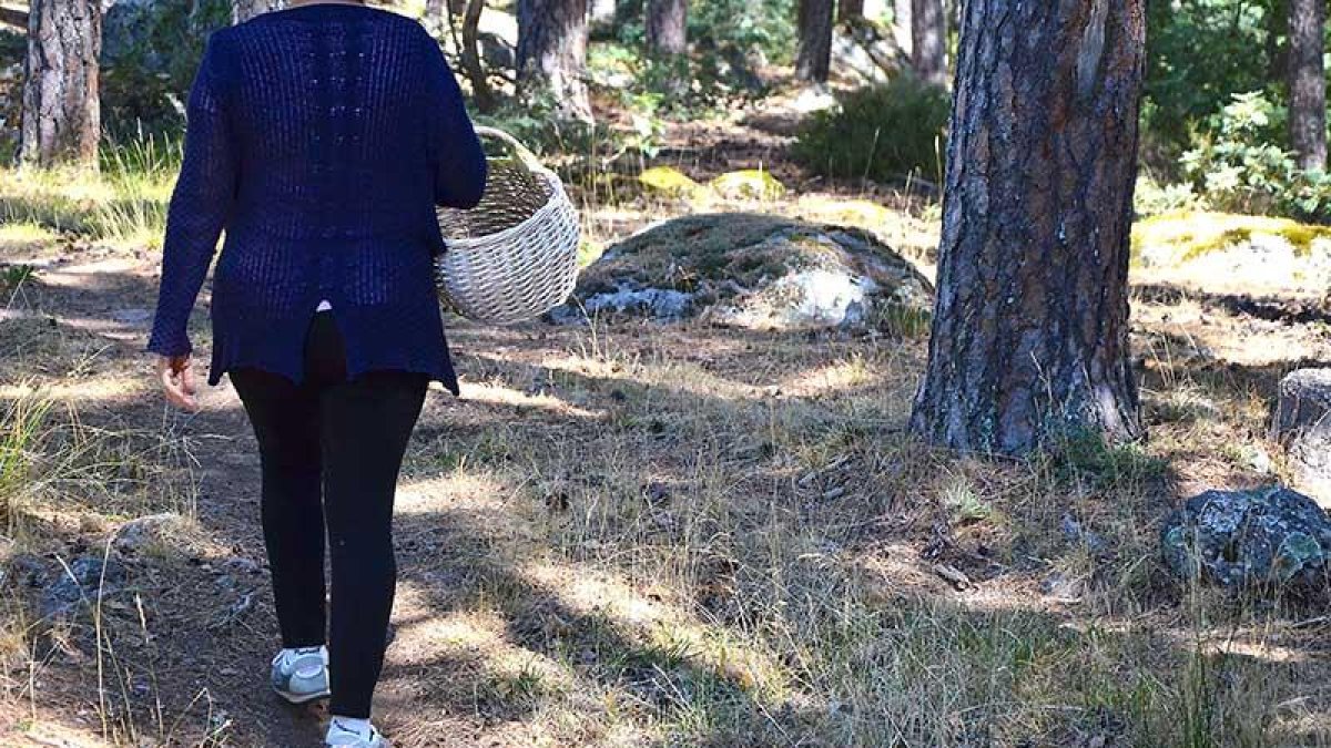 Una mujer busca setas en la comarca de Pinares durante la campaña pasada, también desastrosa.-R.F.