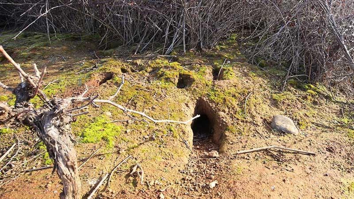 Madrigueras de conejos en una zona de árboles frutales dañados por su masiva presencia.-ICAL