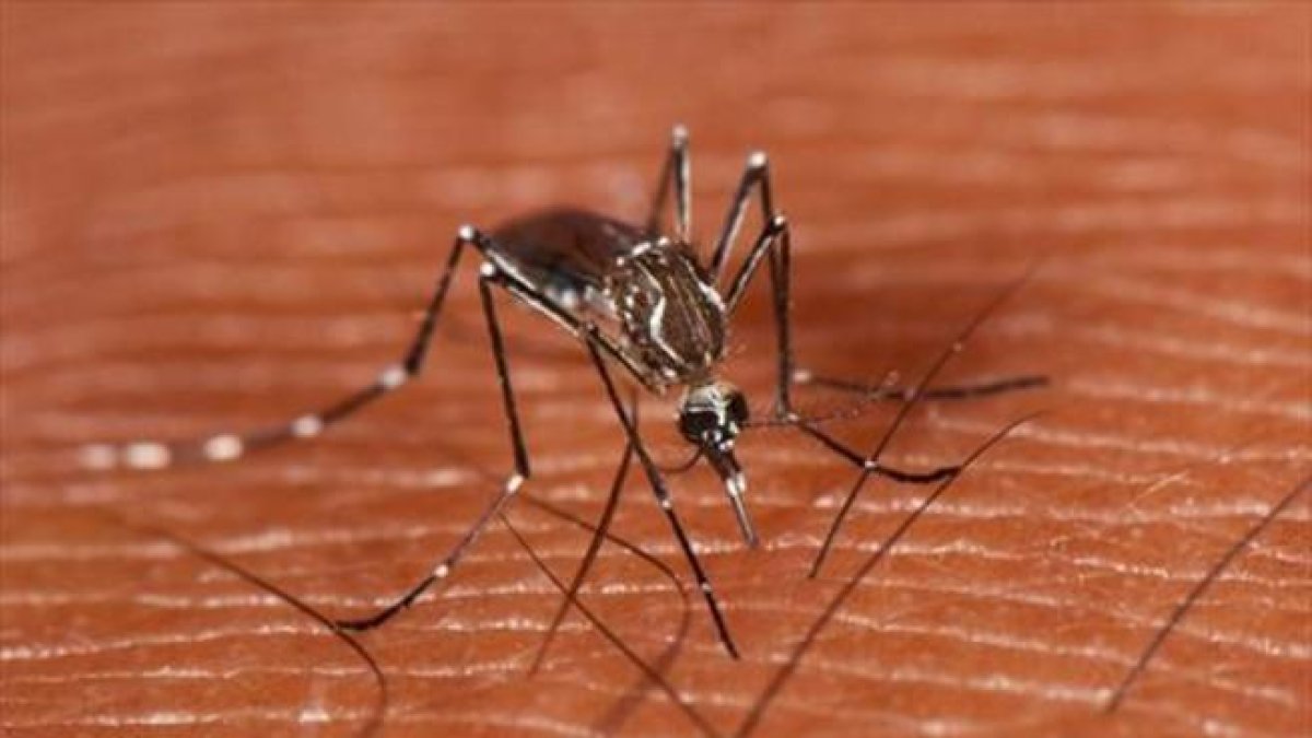 Un ejemplar del mosquito ’Aedes aegypti’, transmisor del dengue.-MARK YOKOYAMA