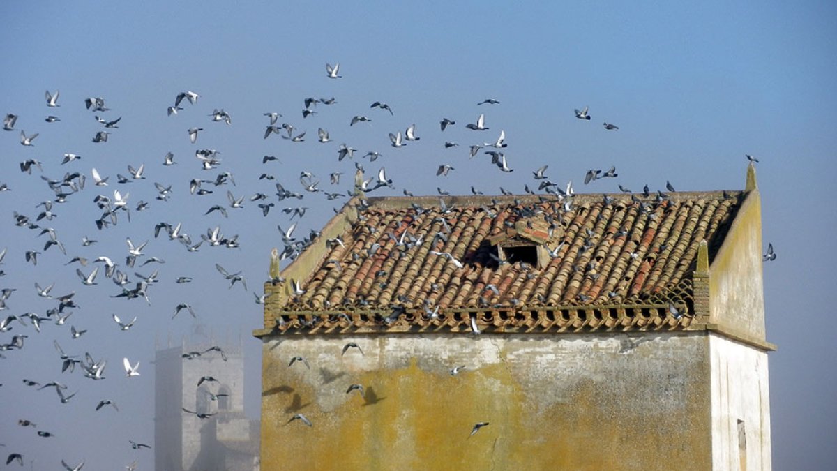 Este palomar de Villegas todavía está operativo y con muchas ‘inquilinas’. AMIGOS DE VILLAMORÓN