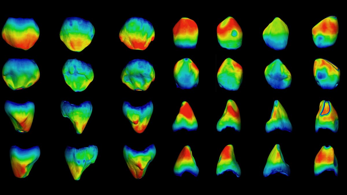 Un estudio del Cenieh compara los caninos de leche y permanente de homínidos del Pleistoceno. CENIEH