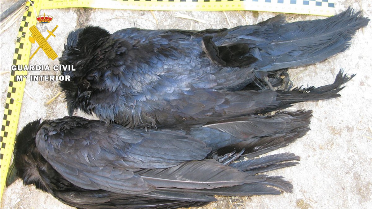 Imagen de los cuervos muertos. GUARDIA CIVIL