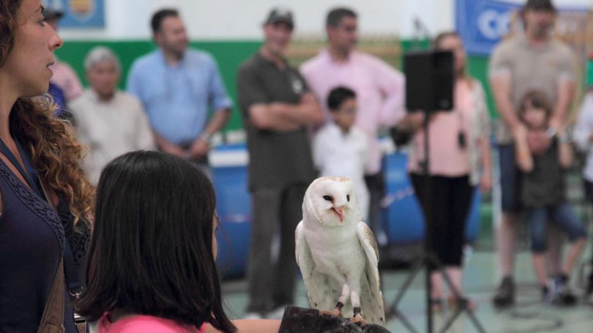 Los más pequeños disfrutaron interactuando con las rapaces en las exhibiciones.-G. G.