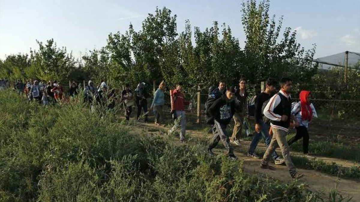 Un grupo de refugiados camina en los alrededores de Sid, cerca de la frontera con Croacia.-REUTERS / ANTONIO BRONIC