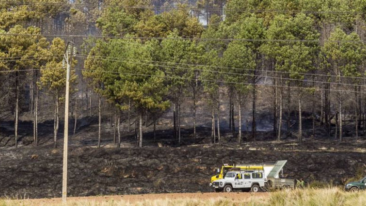 El fuego calcinó superficie de un pinar cercano a la Barriada Yagüe.-SANTI OTERO