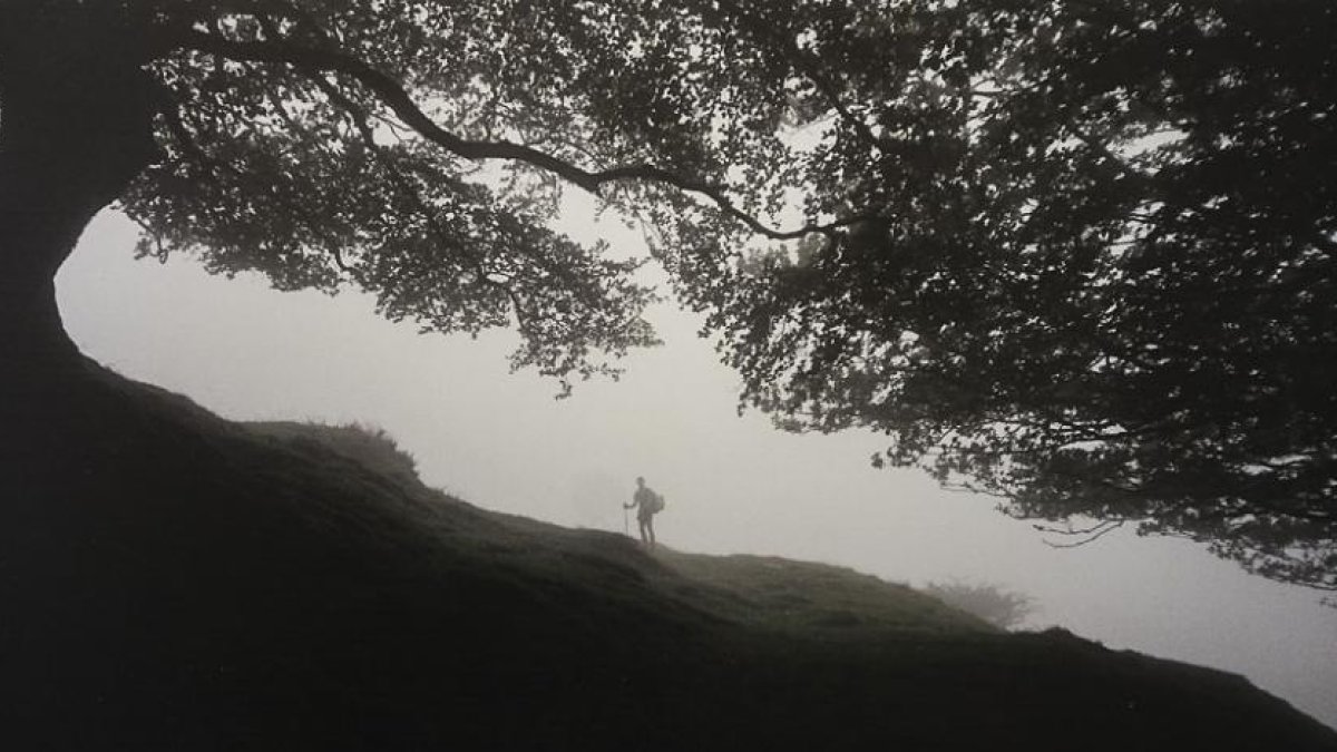 Un peregrino pasa junto a un majestuoso árbol del Camino en la fotografía de Juanjo Mora.-