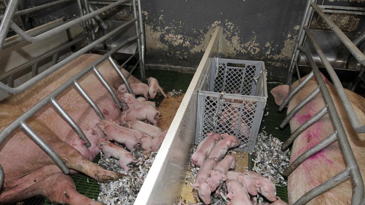 Animales en una granja de porcino.-A. martínez