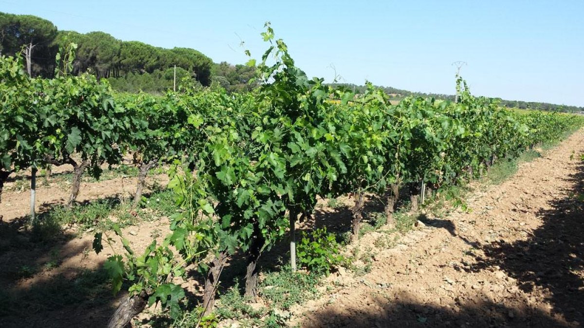 El Consejo está encuestando a las bodegas para concretar las variedades autóctonas.-ECB