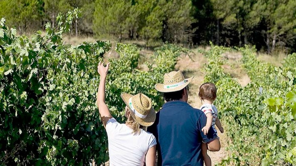 La Ruta del Vino pretende aumentar el turismo enológico. ECB