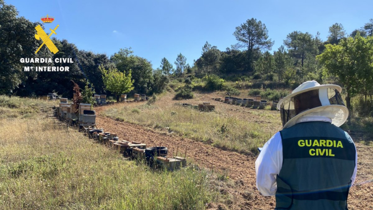 Se han intervenido 76 colmenas. GUARDIA CIVIL