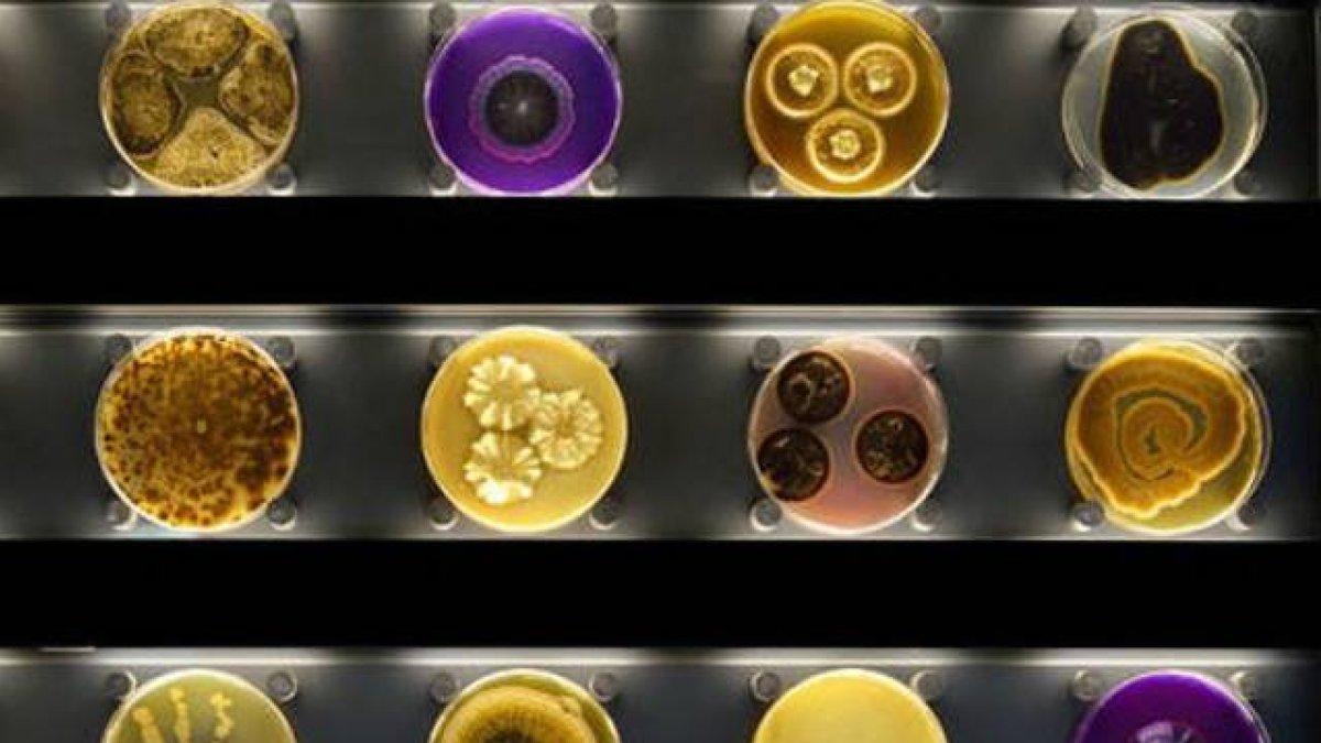 Diversos microorganismos, en cajas de Petri, en el zoo de Micropia.-
