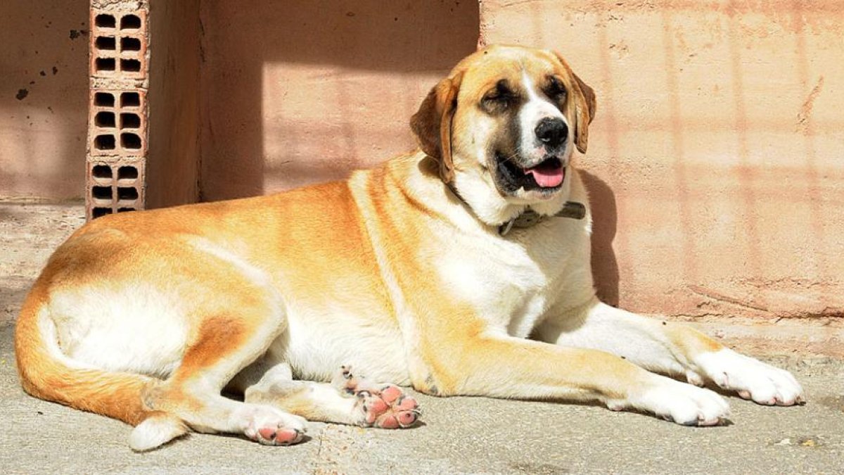 El mastín Peluche, en la Protectora de Animales de Burgos-ISRAEL L. MURILLO