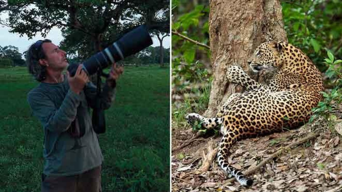 El fotógrafo Andoni Canela presenta ’Panteras’, un proyecto sobre los grandes felinos y su lucha por sobrevivir.-FOTO: ANDONI CANELA