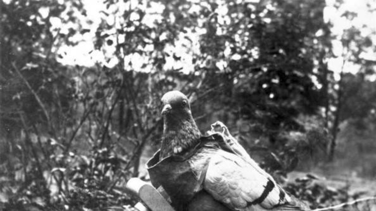 Imagen de una paloma utilizada para espiar.-Foto: Bundesarchiv / Wikipedia