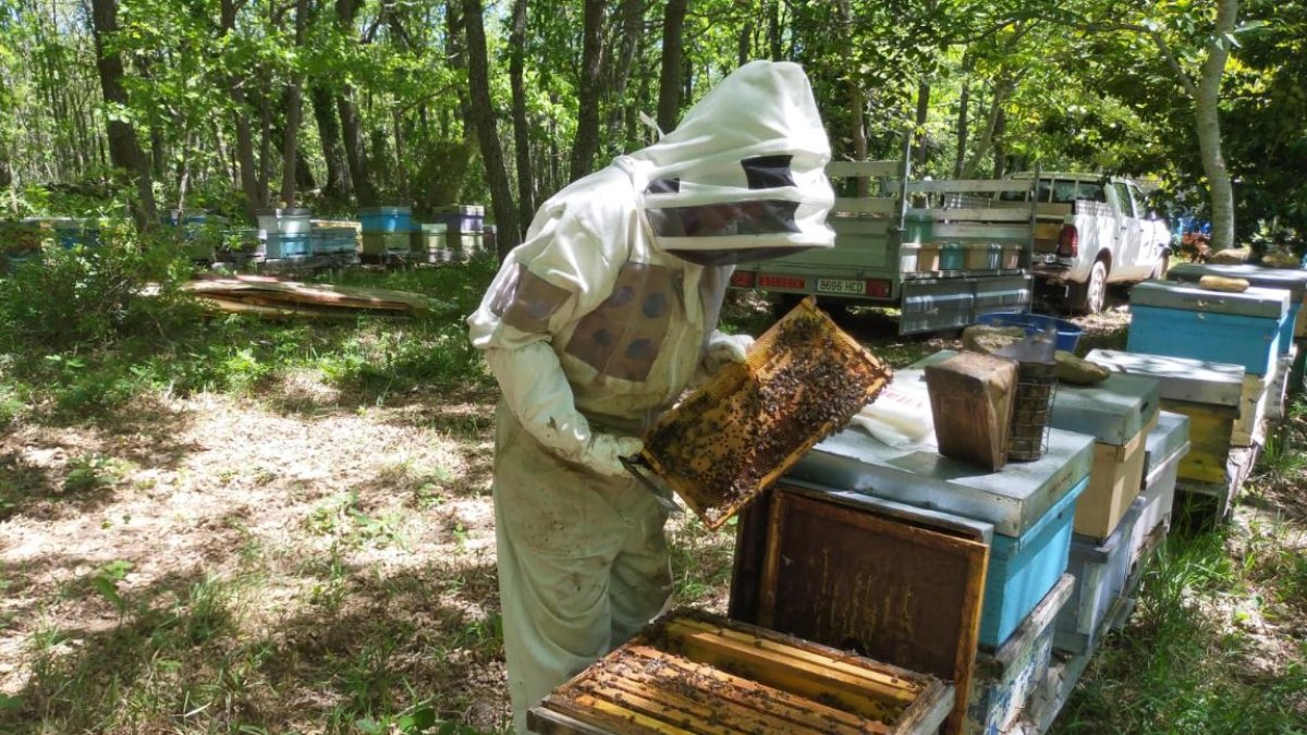 Los apicultores burgaleses confiesan sentirse abandonados a pesar de que su labor es vital en el mundo rural. ECB