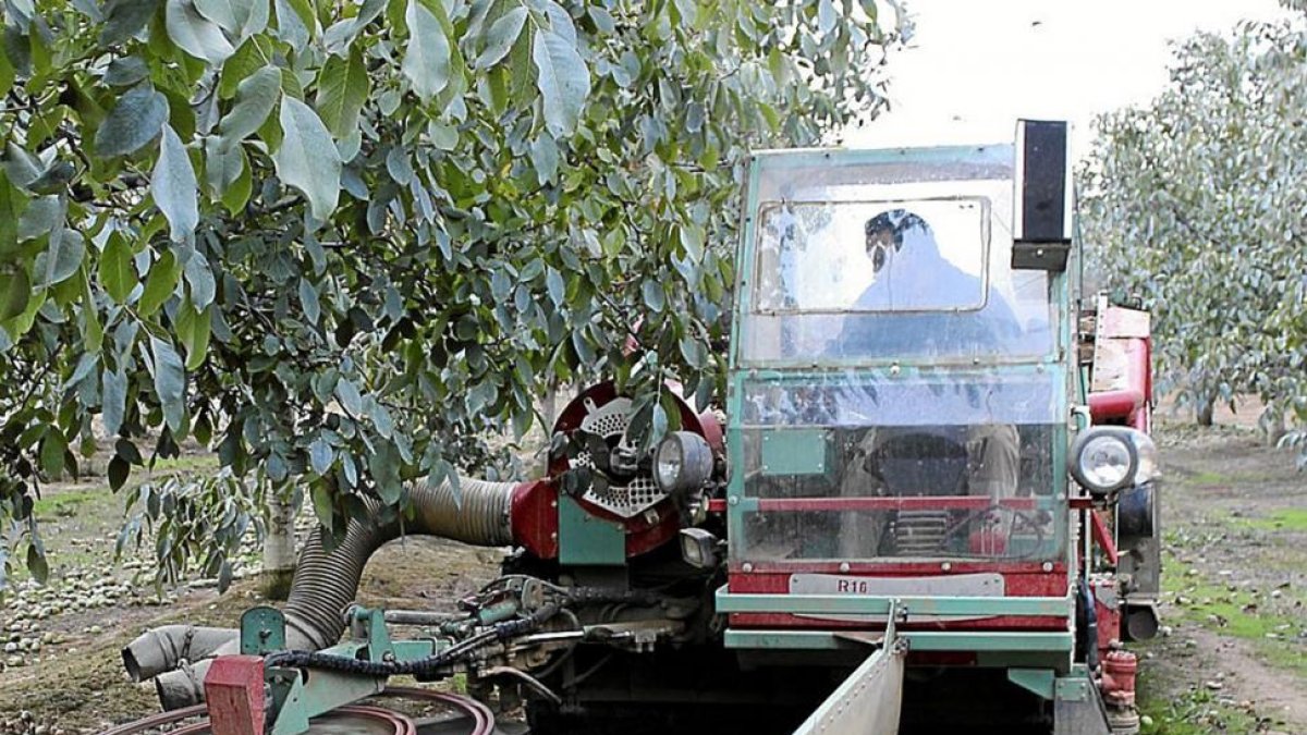 Un trabajador recoge las nueces cosechadas en la explotación de Valnut en Villagarcía de Campos (Valladolid).-ICAL