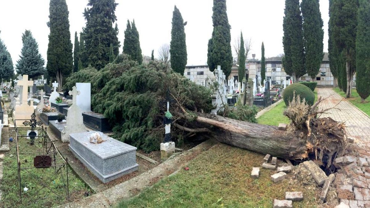 Imagen de ayer del árbol caído sobre las tumbas del cementerio de SanJosé.-ISRAEL L. MURILLO