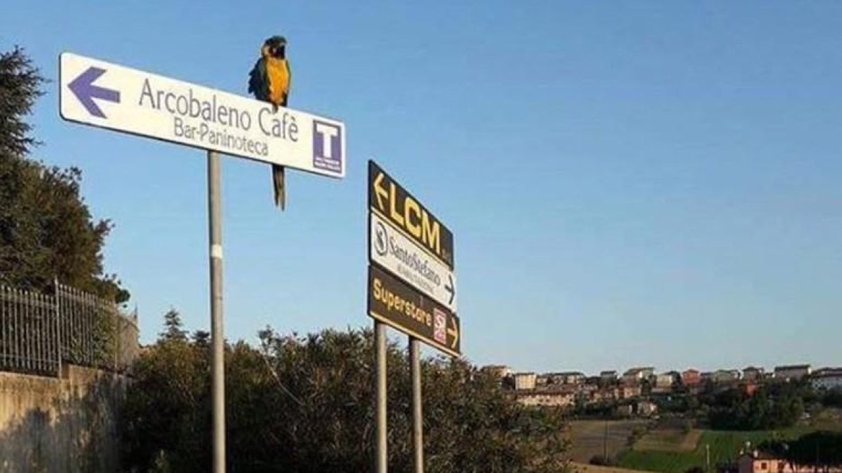 El loro de Scarponi aguarda a su amigo.-