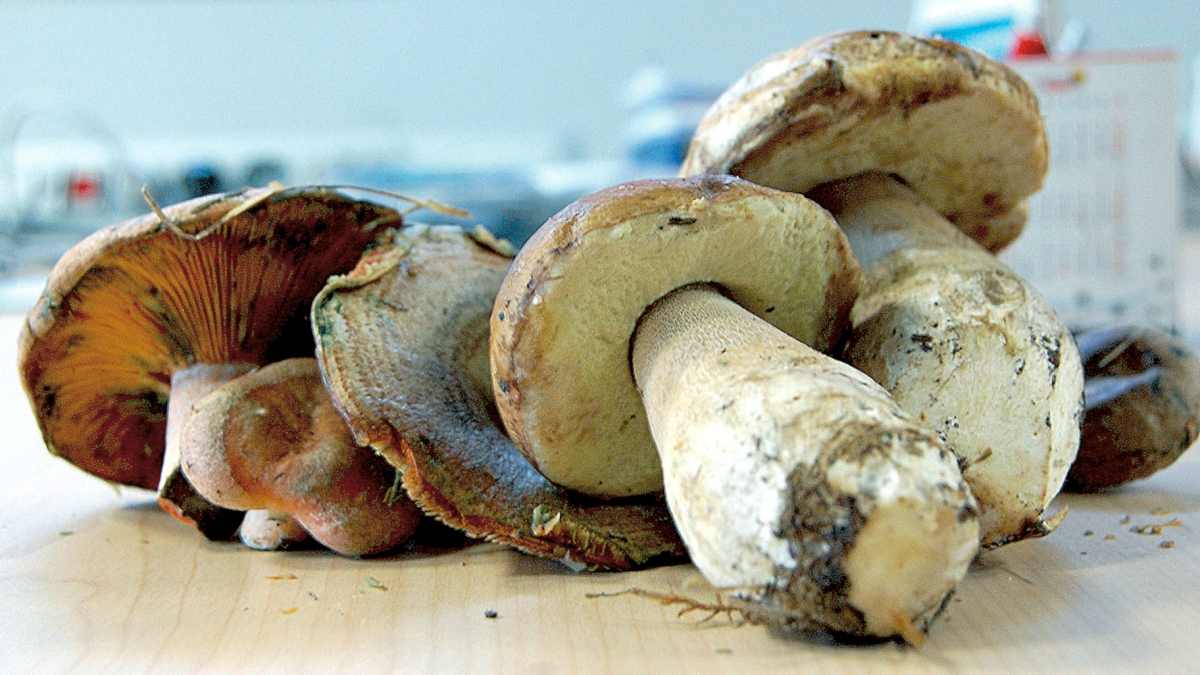 Muestra de algunos ejemplares de setas. R.F.