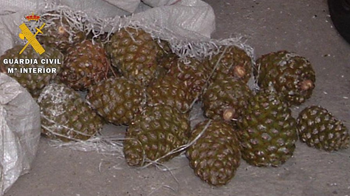 Piñas incautadas.-ECB