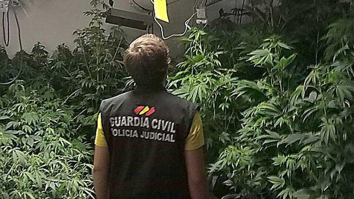 Un agente inspecciona la zona de plantación de la marihuana.-GUARDIA CIVIL