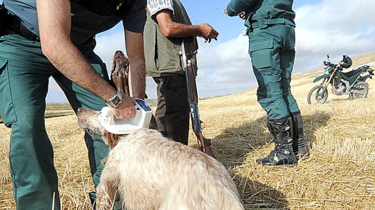 Un agente pasa el lector del microchip a un perro.-ISRAEL L. MURILLO