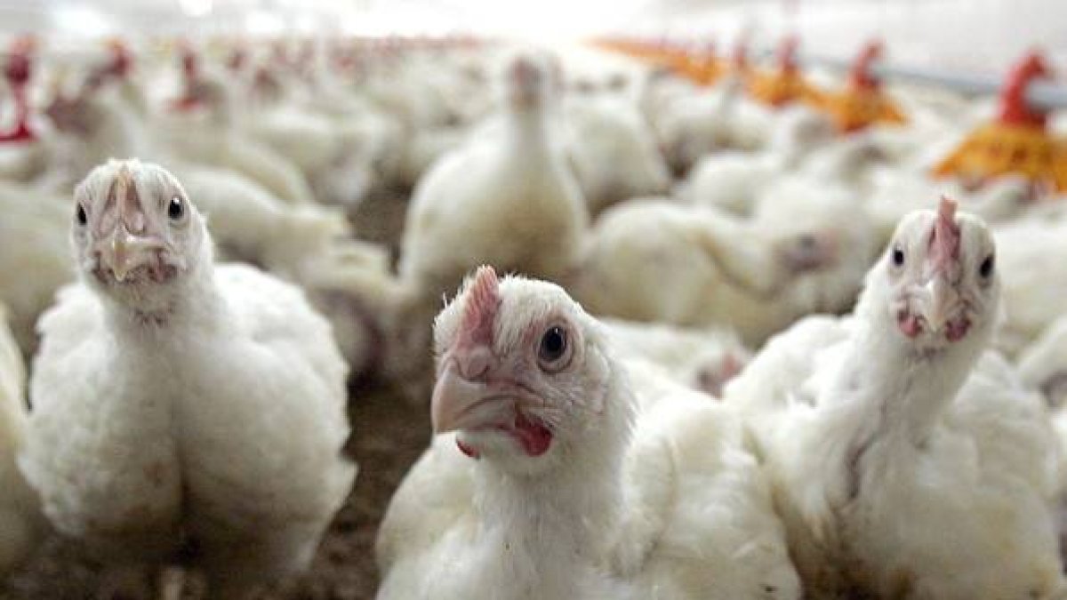 Un grupo de pollos en una granja.-Foto: EFE