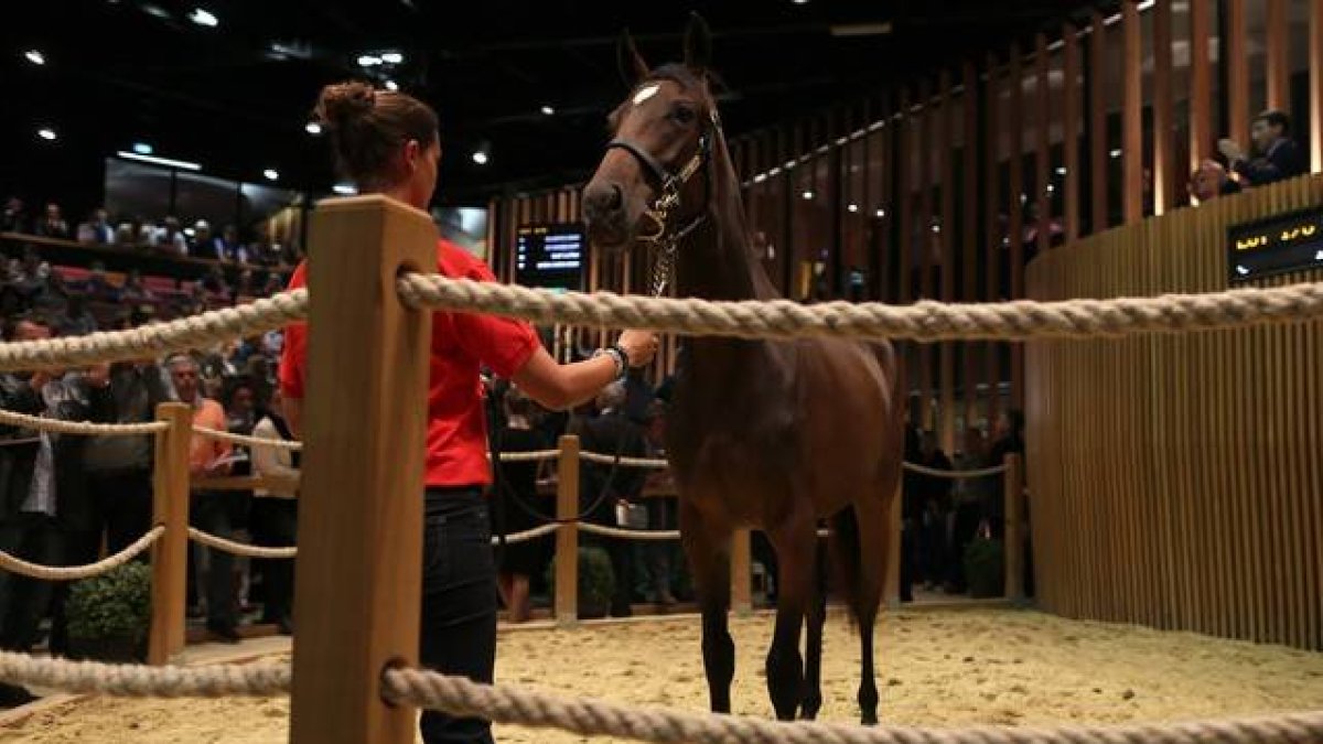 Uno de los jóvenes caballos de carrera, valorado en 1.200.000 euros, que se vendieron en la puja del domingo 16 de agosto en las cuadras de Elie de Brignac en Deauville.-Foto: AFP / CHARLY TRIBALLEAU