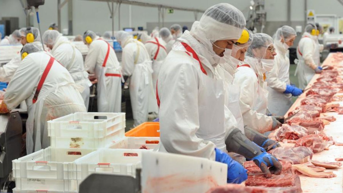 Imagen de trabajadores en la cadena de despiece de Carnes Selectas.-ISRAEL L. MURILLO