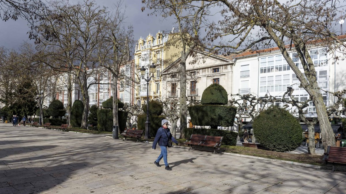 Cuatro de los ejemplares de acacia del Espolón están ubicados frente al Consulado del Mar. SANTI OTERO