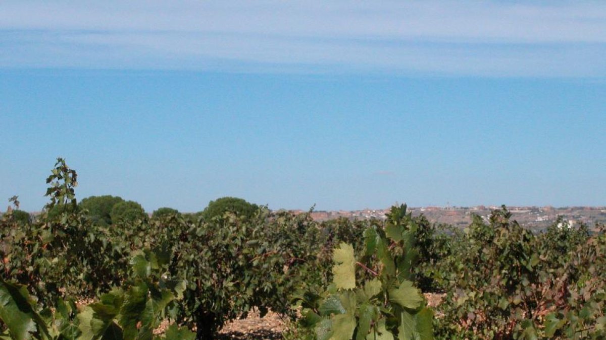 Imagen de un viñedo ecológico de la denominación de origen Toro.-I. M.