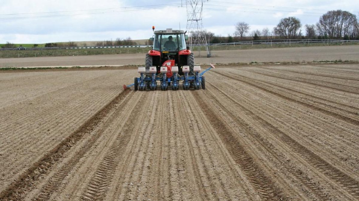 Un agricultor realizando labores de siembra de remolacha en una parcela de Castilla y León.-ACOR