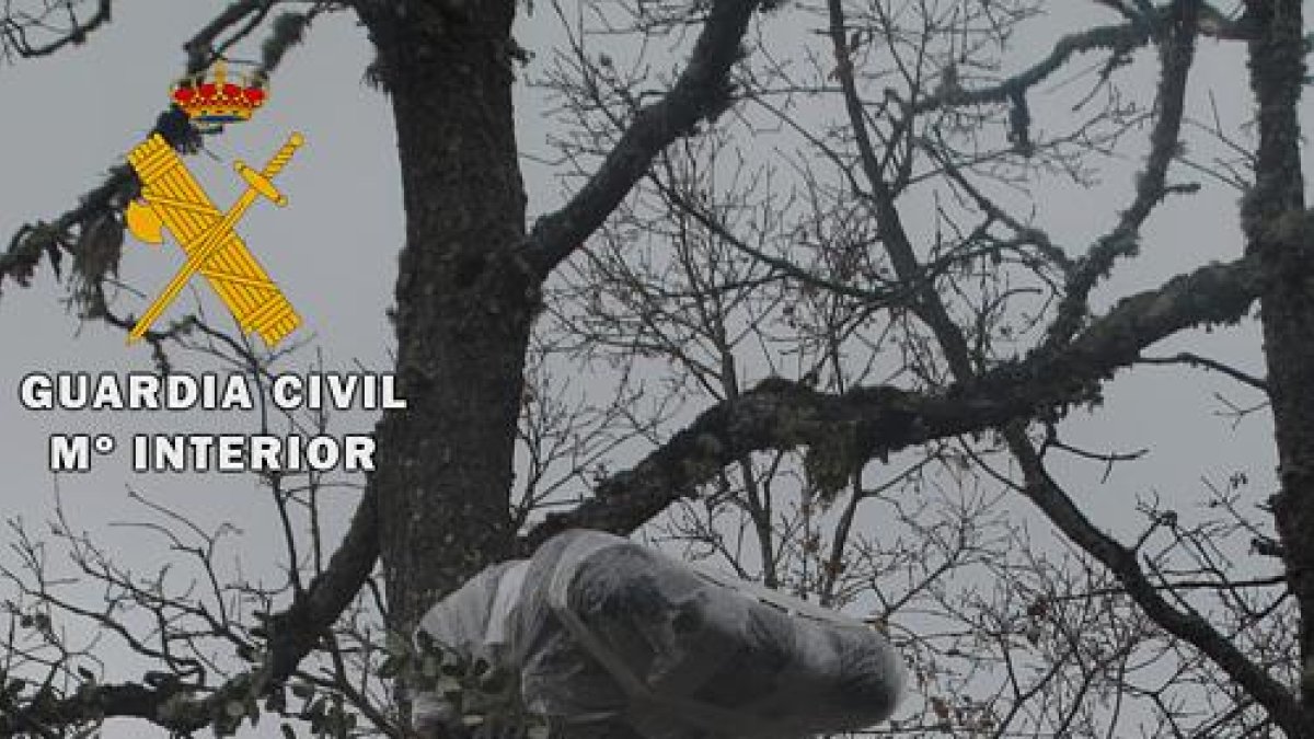 Silla y peana instaladas en el árbol para facilitar el disparo.-ECB