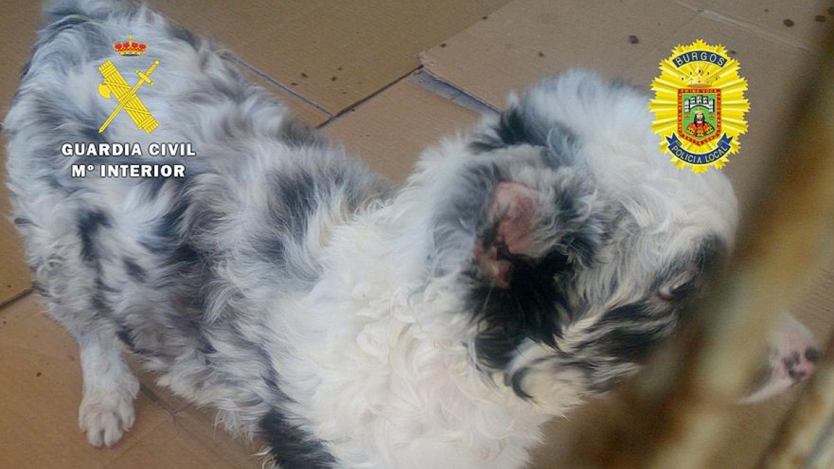 El cachorro mestizo, de raza ‘border collie’, con las orejas amputadas.-ECB