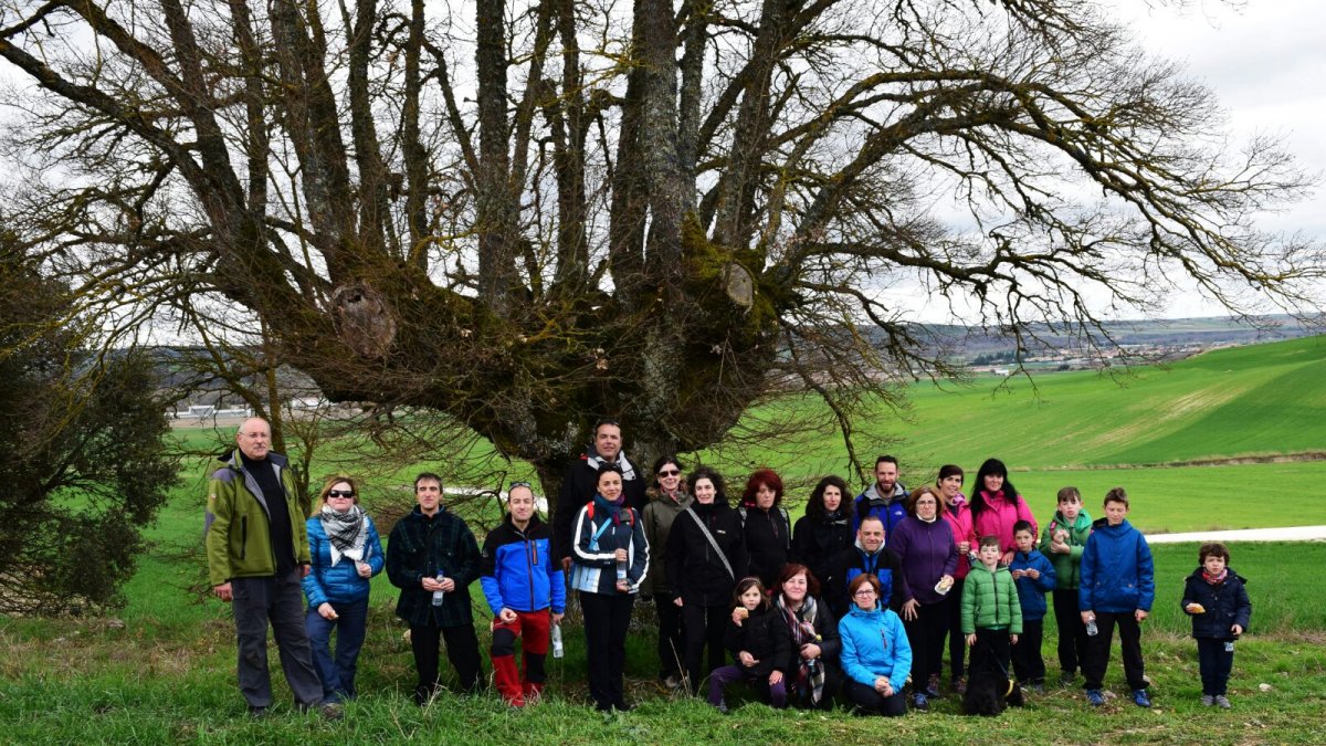 Miembros de Acahia en una de las jornadas de limpieza del viejo roble. ACAHIA
