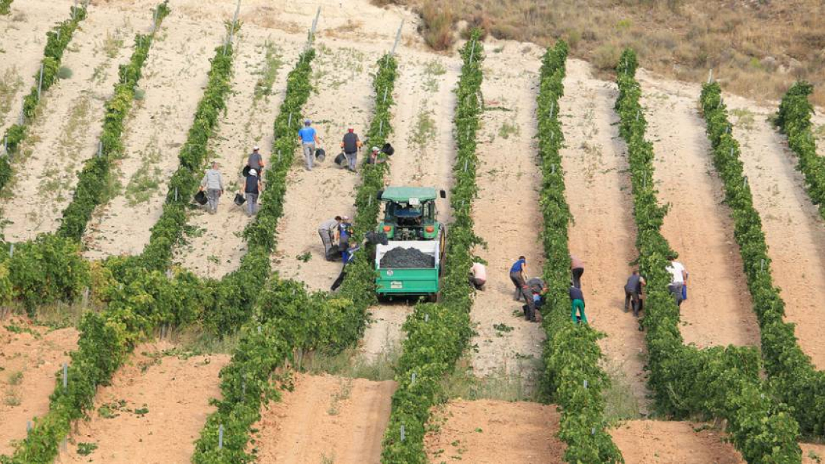 La agricultura ha multiplicado por 16 la contratación indefinida con la Reforma Laboral..