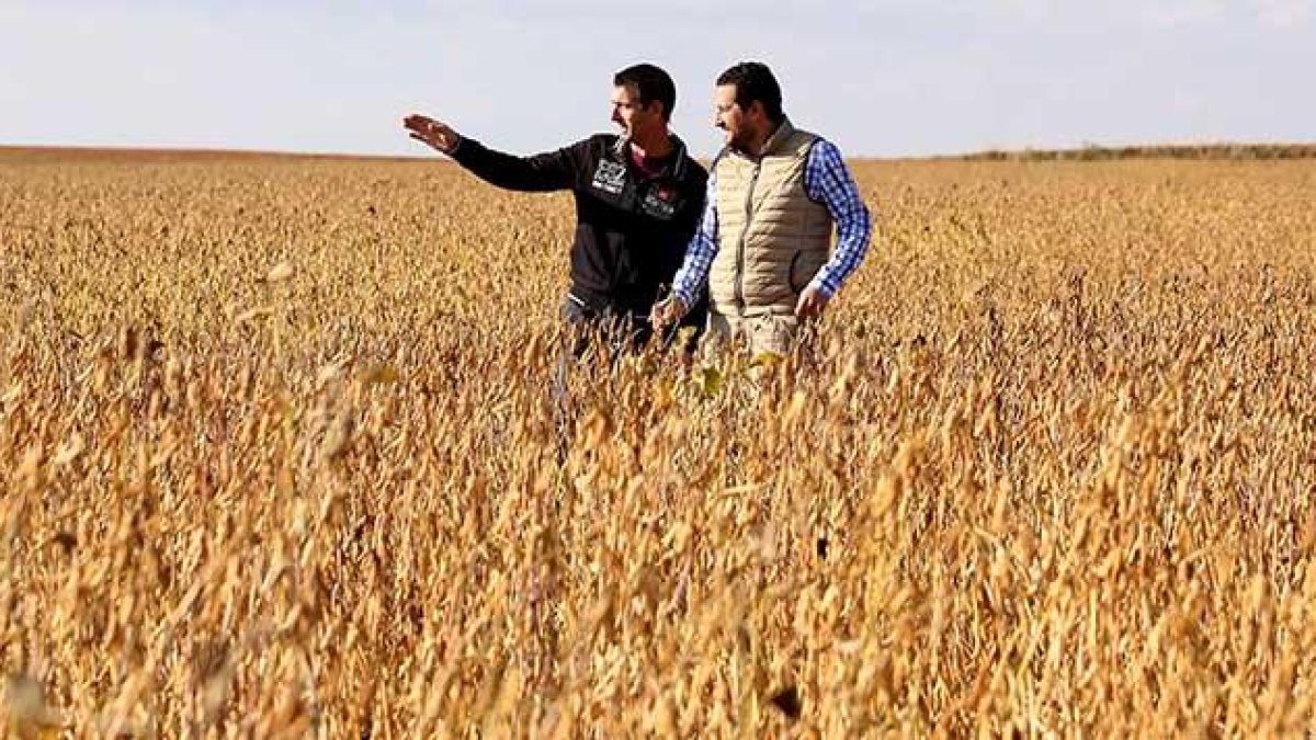 Pablo Redondo (D), Agro Category Manager de Calidad Pascual, y el agricultor de soja Juan Francisco González (I), en los campos de cultivo de soja, en Arabayona de Mogica (Salamanca).-ICAL