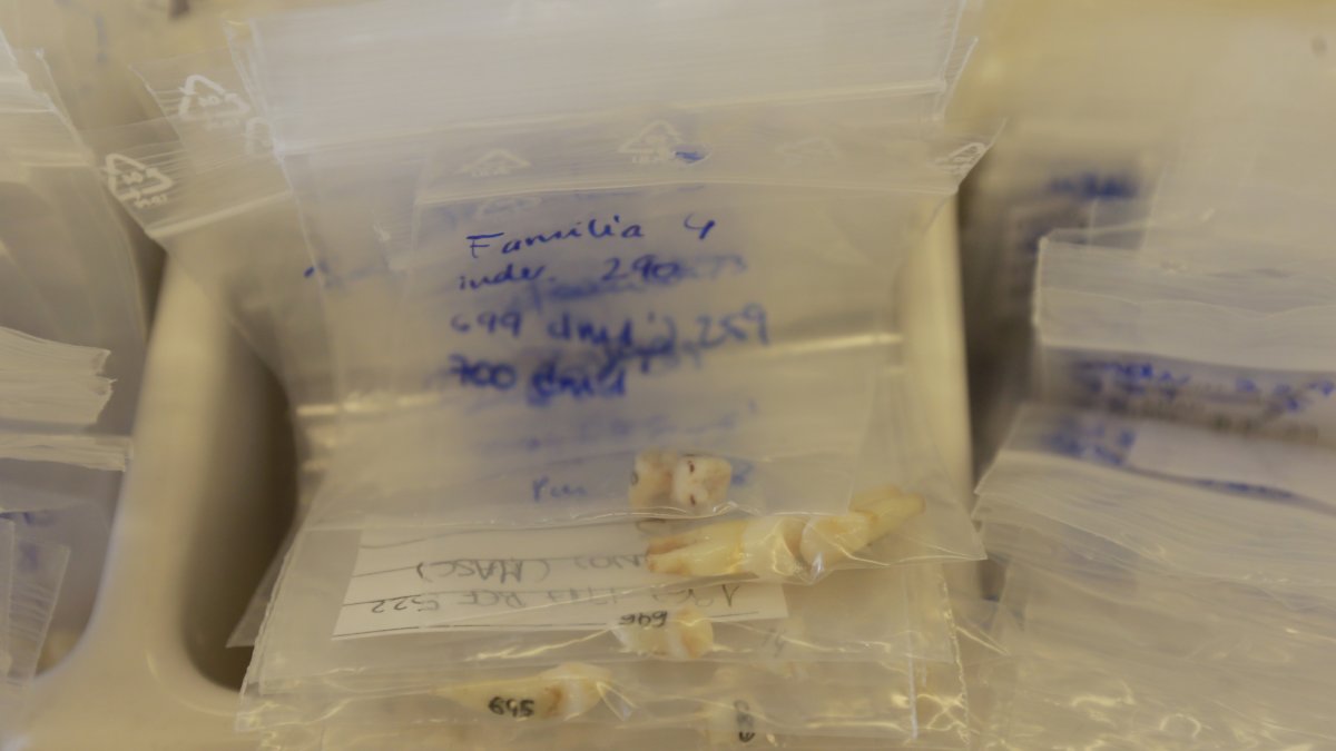 El año pasado se recogieron hasta 700 piezas dentales cedidas por 3000 niños. RAÚL G. OCHOA