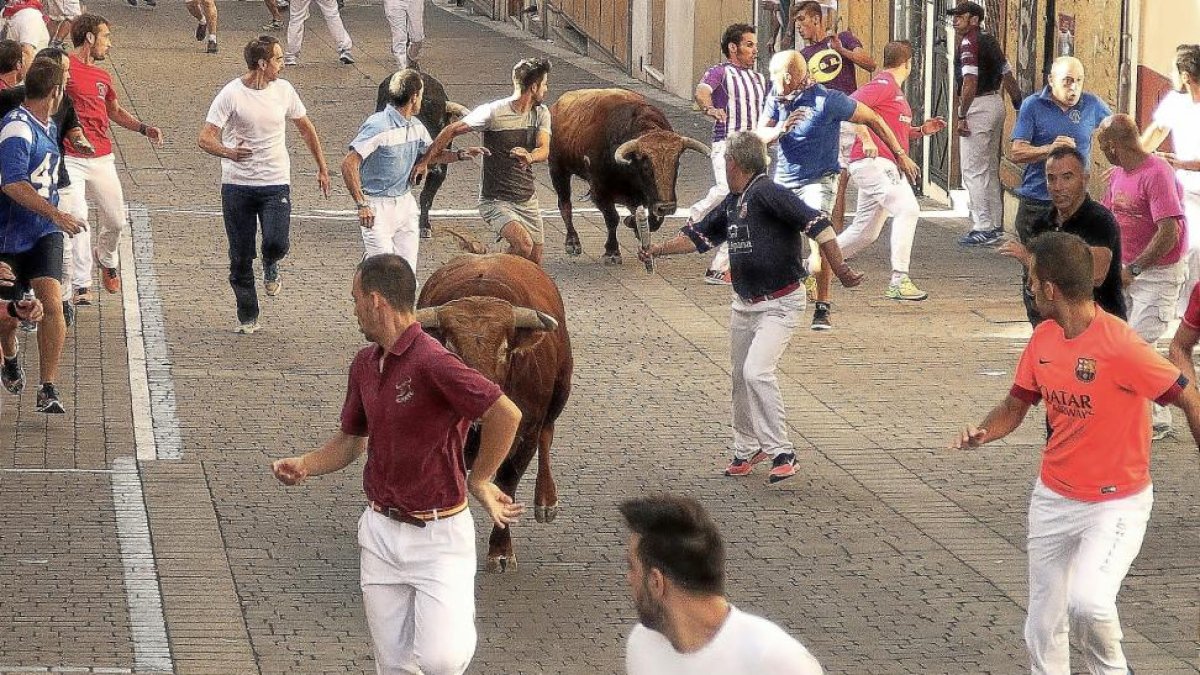 Los mozos corren delante de los toros del hierro sevillano Ave María en el primer encierro de Cuéllar.-ICAL