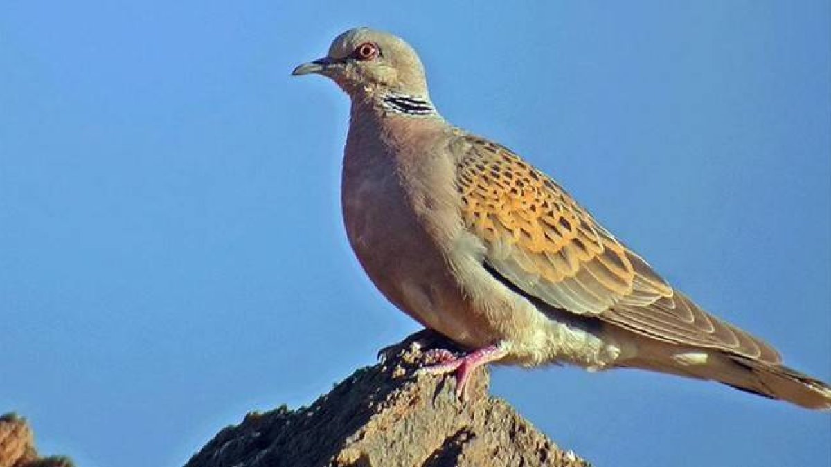 Ejemplar de tórtola europea, elegida Ave del Año en España por la asociación SEO-Birdlife.-FERNANDO GUERRERO / SEO