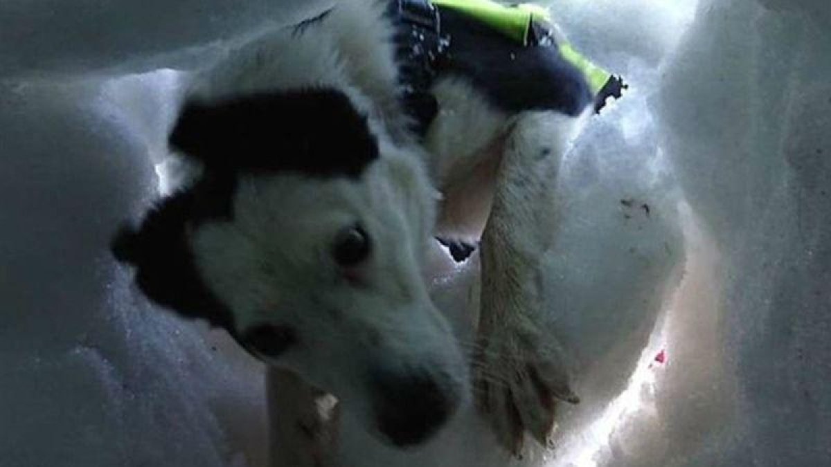 La perra de rescate Flo localiza a una supuesta víctima enterrada bajo la nieve.-MOUNTAIN RESCUE SEARCH DOGS ENGLAND