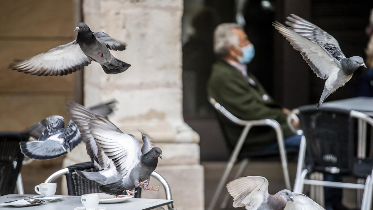 Varias palomas en una mesa de una cafetería de la Plaza Mayor. SANTI OTERO