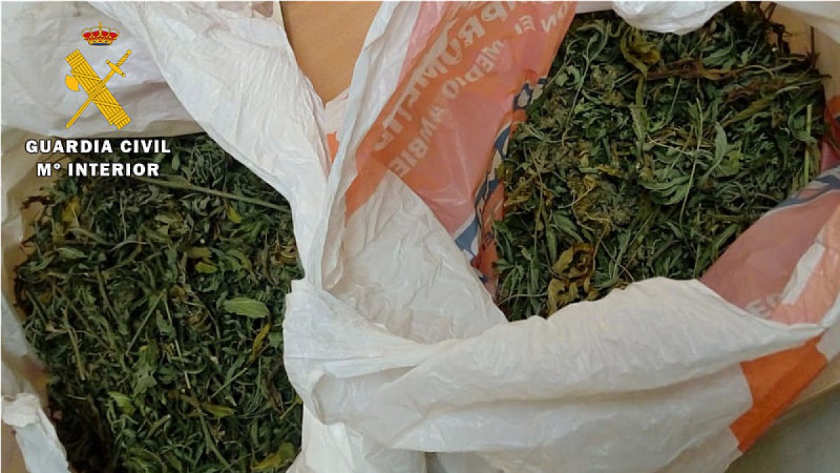 En el registro de la nave se han aprehendido 450gramos de marihuana localizados en el interior de un frigorífico. ECB